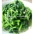 Suntoday vegetal chinês F1 Orgânico cos imagens granel orgânicas sementes de amaranto verde (32001)